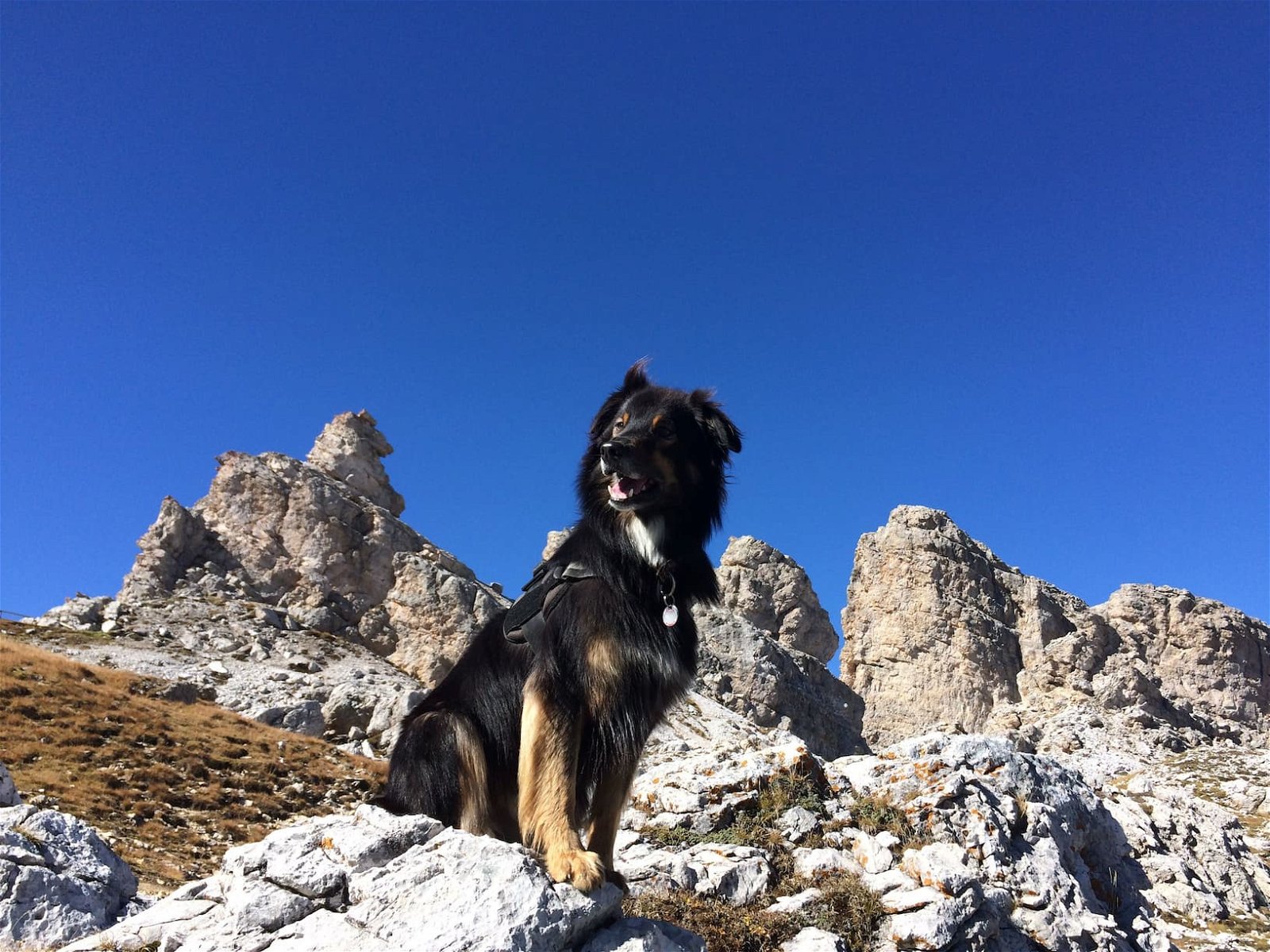 Hundewelt Wandertouren Hund am Berg