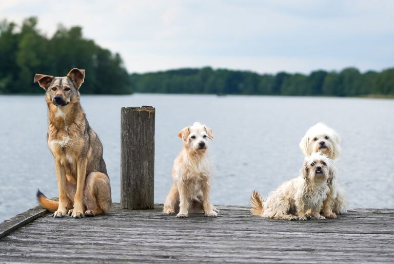 Hundestrände Chiemsee Umgebung Hunde am See Steg Titelbild
