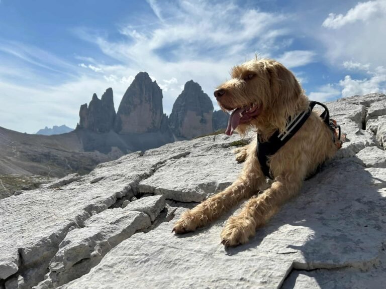 Hundewelt Wandertouren Titelbild Berg Hund Dolomiten