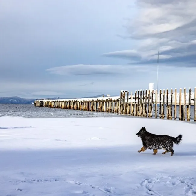 Im Winter mit Hund an die Nordsee Beitragsbild - Hund im Schnee am Strand