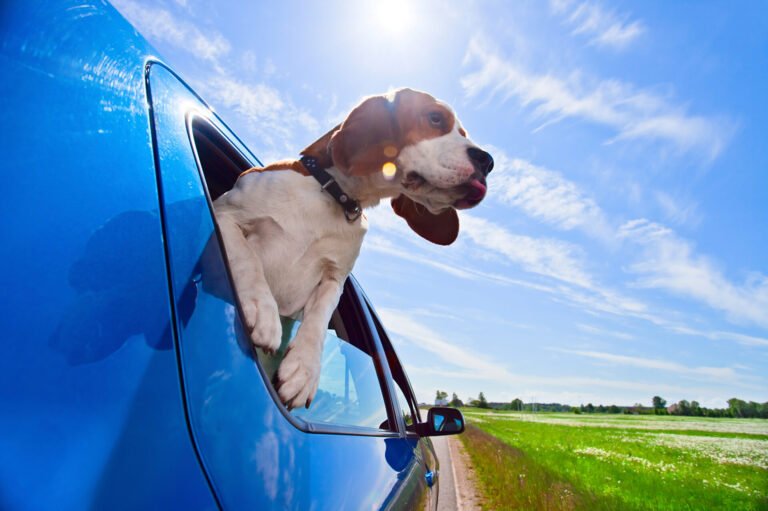 Auto Transport Beitragsbild Hund schaut aus Auto raus