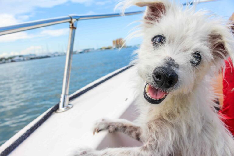 Kreuzfahrt mit Hund - die wichtigsten Infos