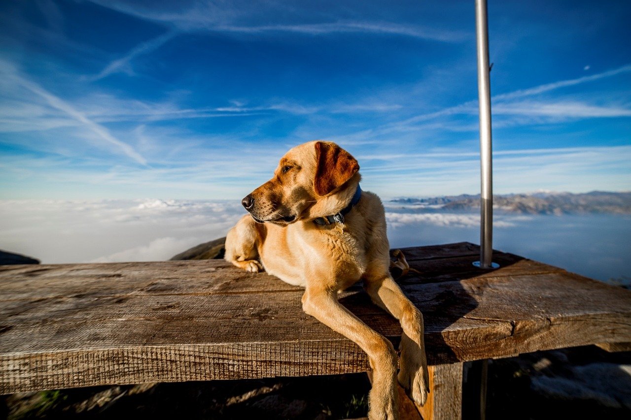 Wandern Do and Dont Hund auf Berg mit Nebel im Hintergrund