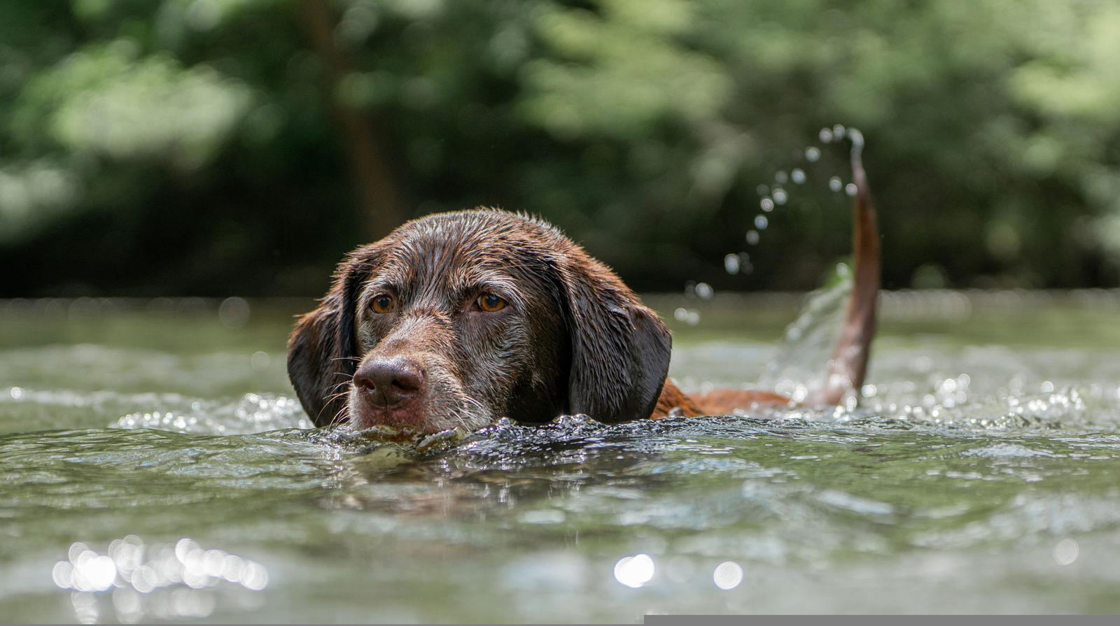Ausflugstipps Berchtesgaden Königssee Hund Wasser