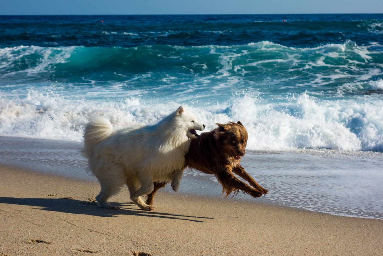 Hundewelt Wandertouren Hunde Strand Meer Elba