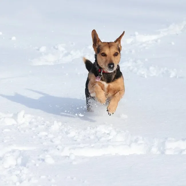 Nach St. Peter Ording - Hund läuft durch Schnee
