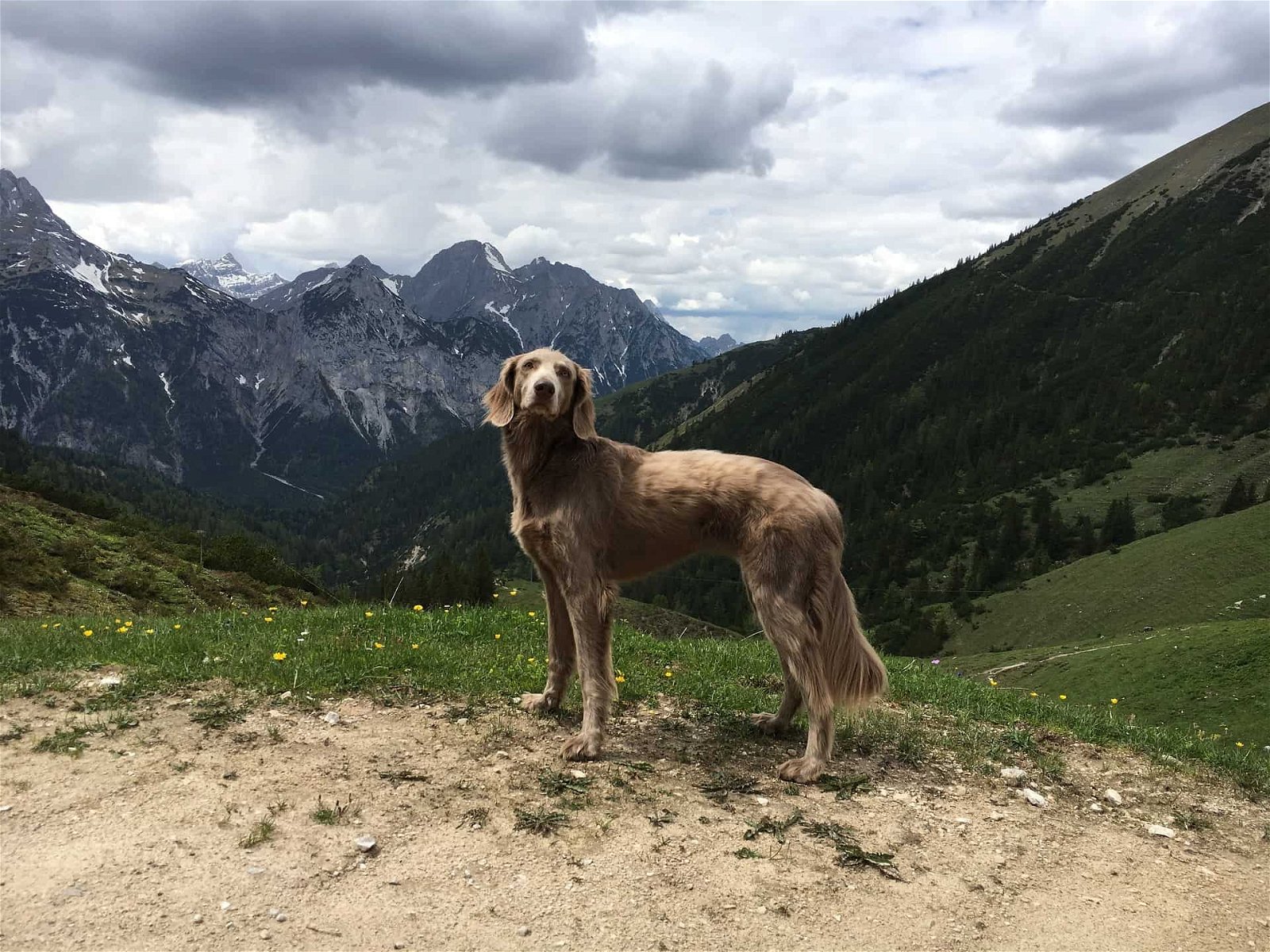 Wanderregionen Europa Hund Tschechien Riesengebirge