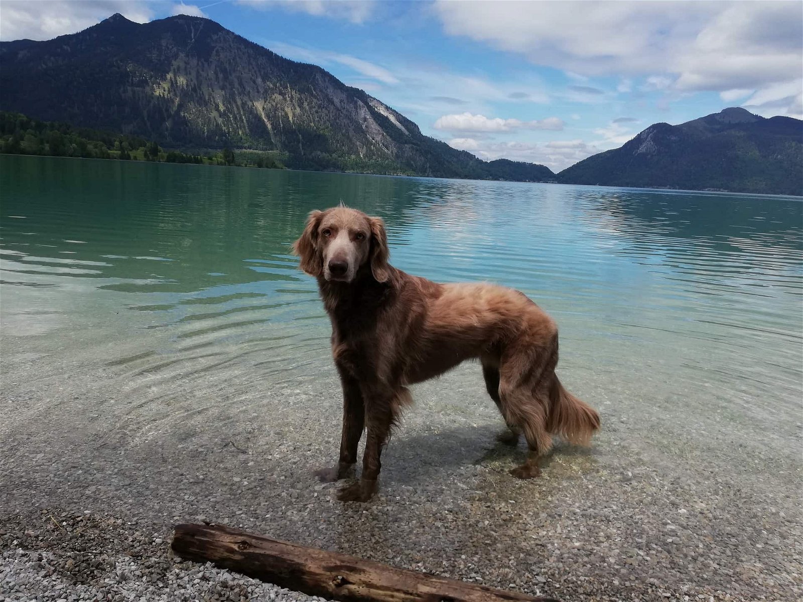Wie gewöhne ich Hund - Hund steht in See
