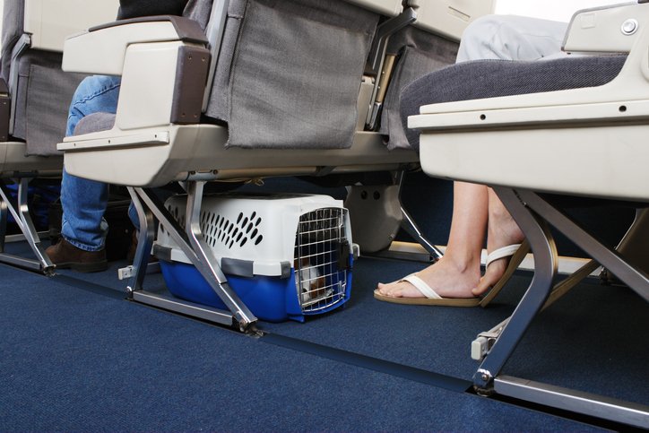 Hundetaschen Flugzeug was macht aus