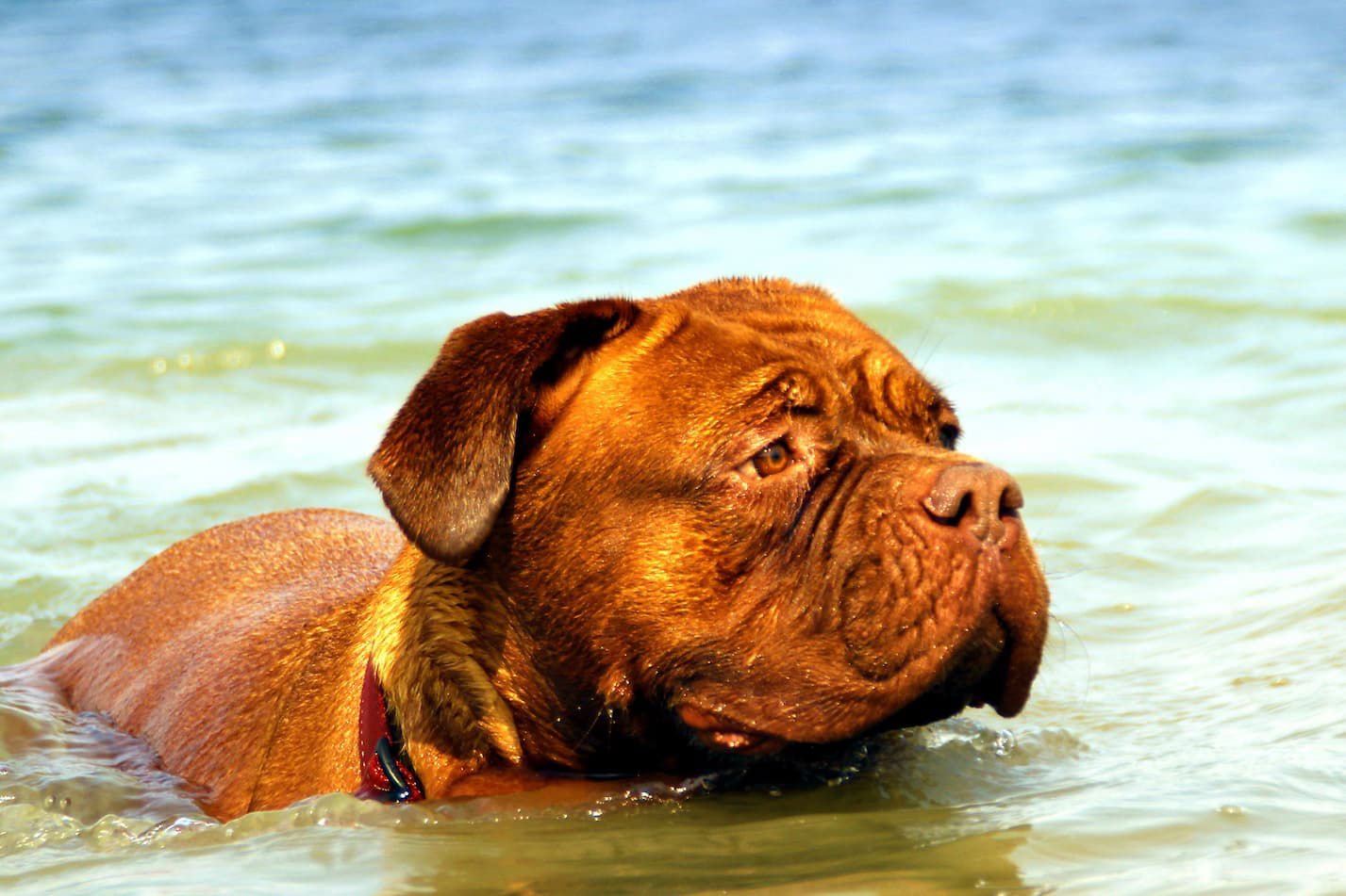 Airtune Hund im Wasser