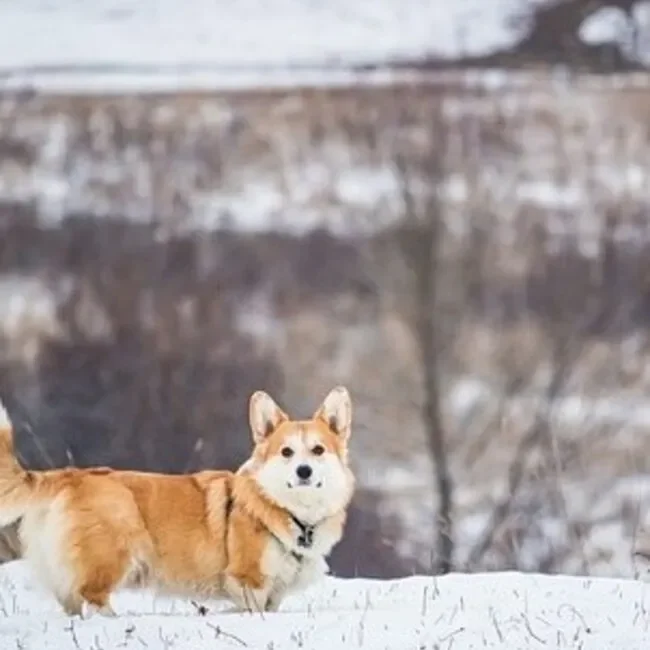 Auf die Insel Sylt - Hund steht im Schnee