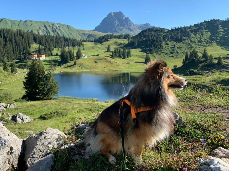 Sanfte Alpenüberquerung Hund Berg See