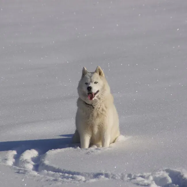 Auf die Insel Borkum - Hund sitzt im Schnee