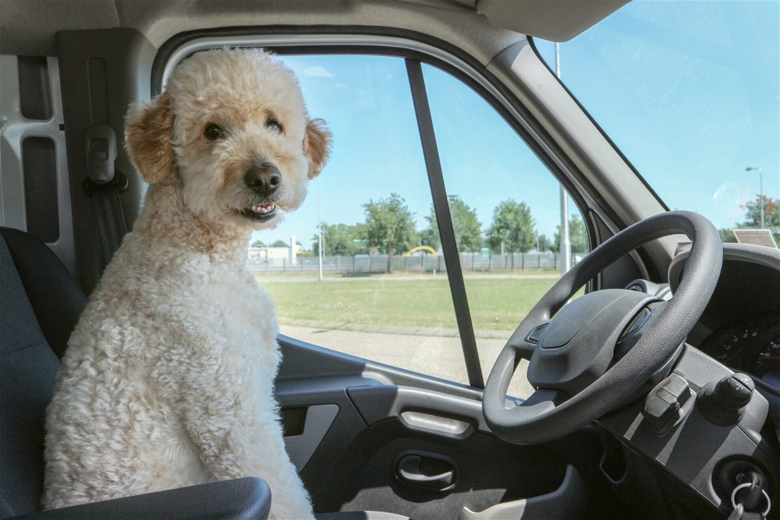 Autofahren Fazit Hund am Fahrersitz