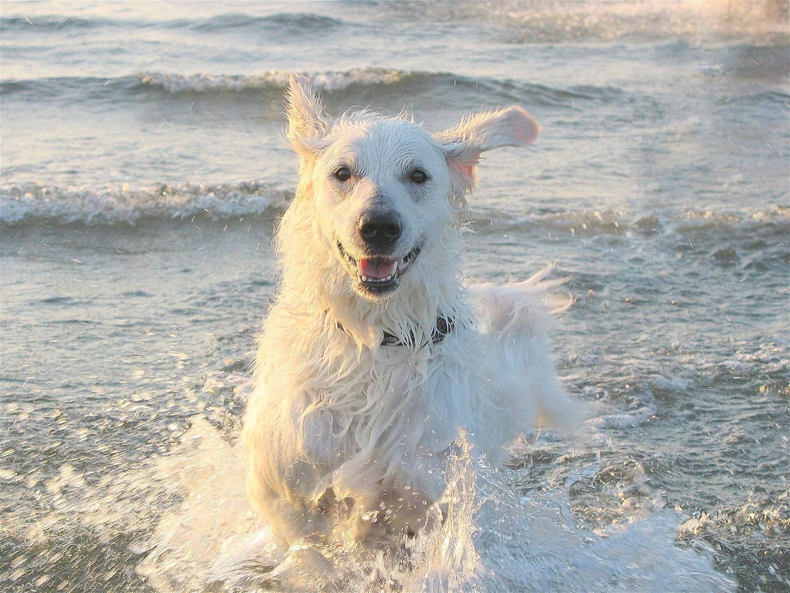 Baden Salzwasser - Hund läuft durchs Meer