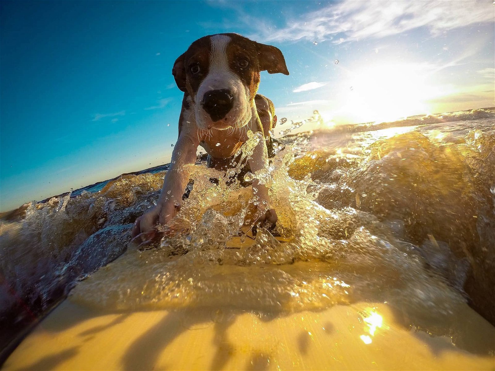 Griechenland hundefreundlich Hund auf Surfbrett