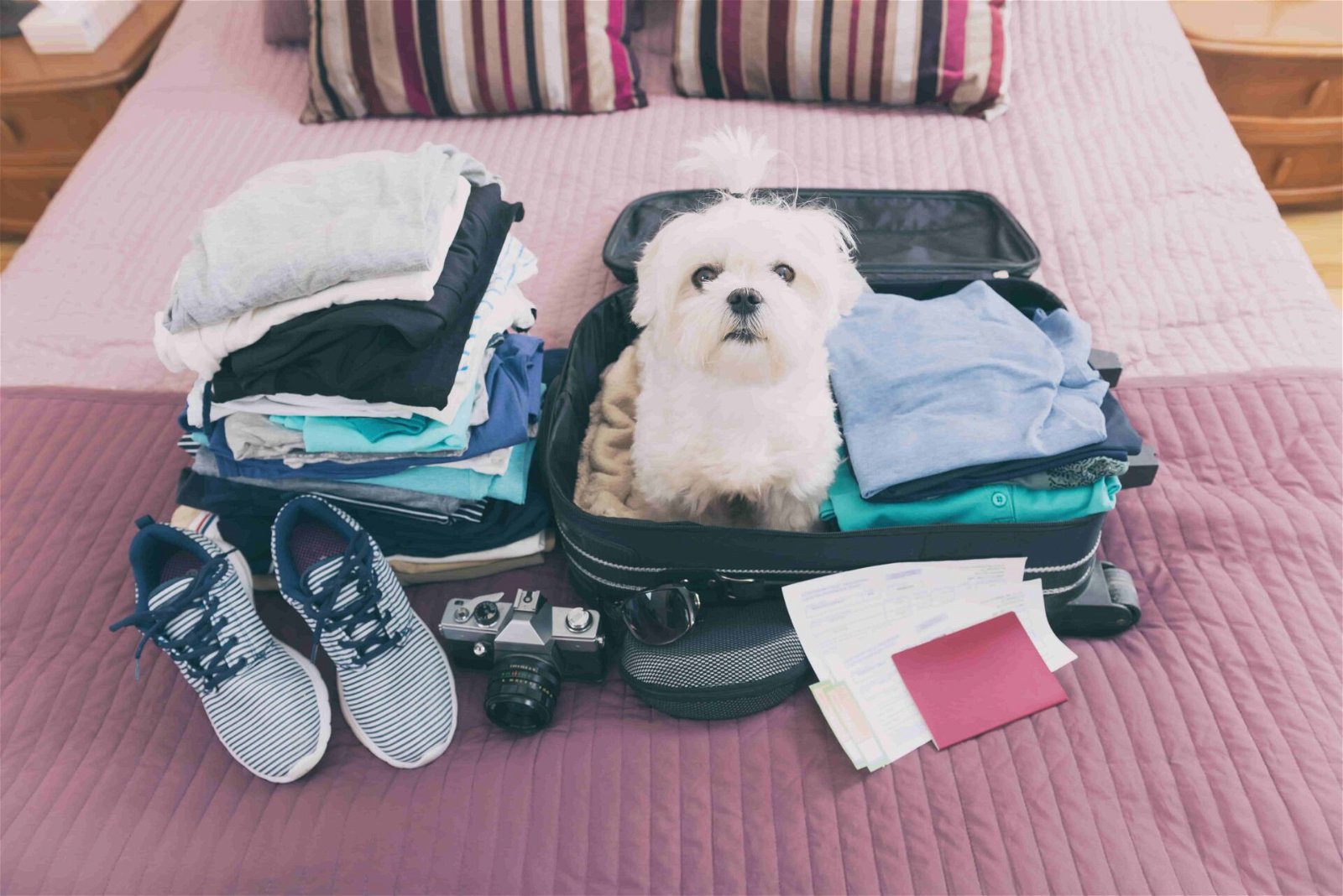Hundetaschen Flugzeug Fazit - Hund sitzt in Koffer
