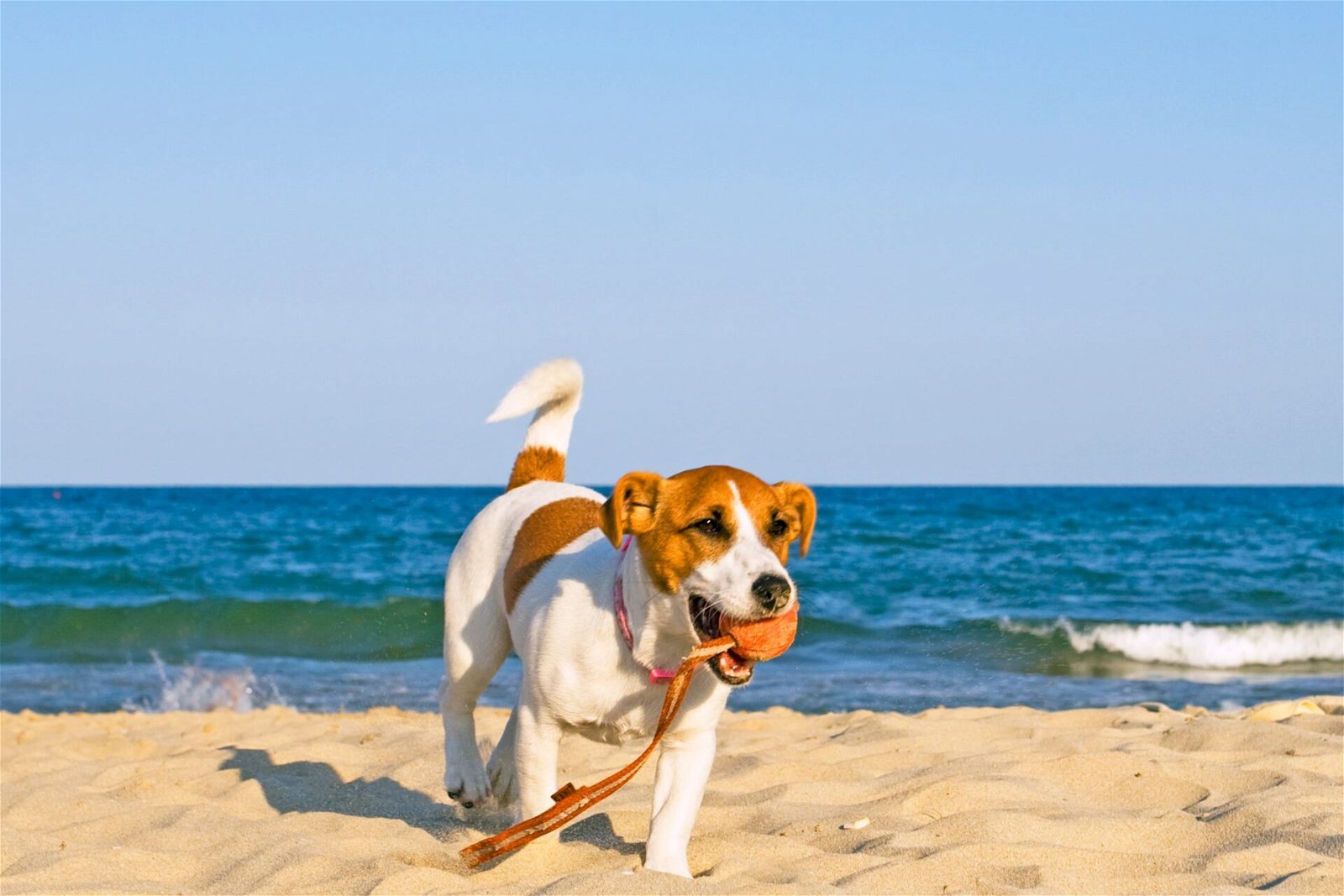 Griechenland am Strand Hunde erlaubt