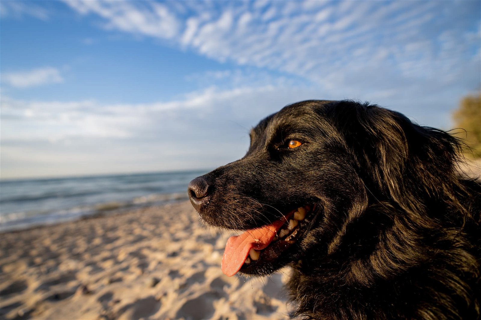 Fazi - schwarzer Hund am Strand
