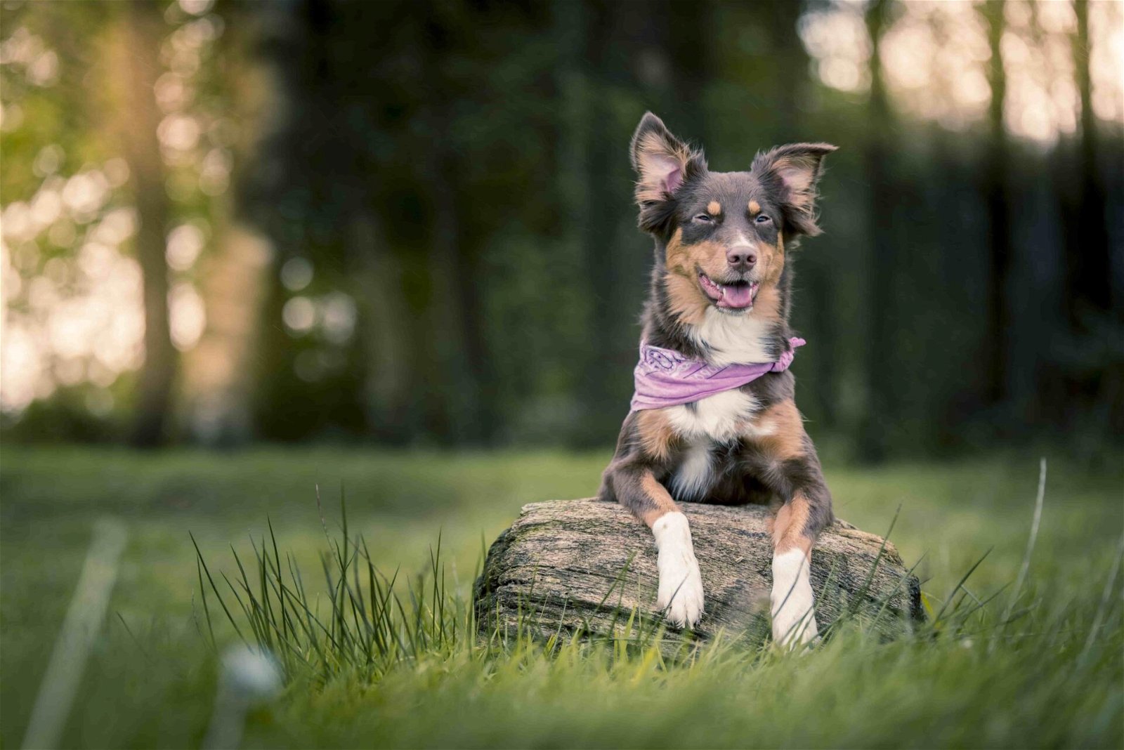 Tollwutimpfung Hund Wiese Tollwut FAQ