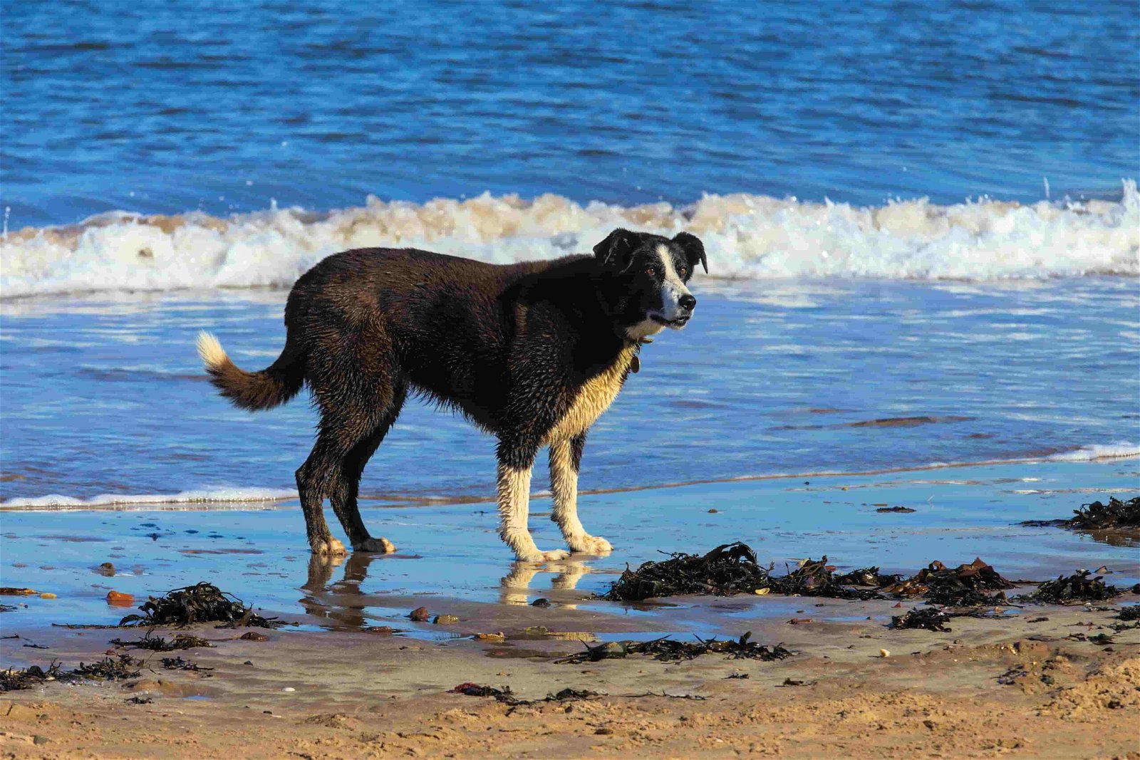 Paws on Board Buchung Schottland mit Hund