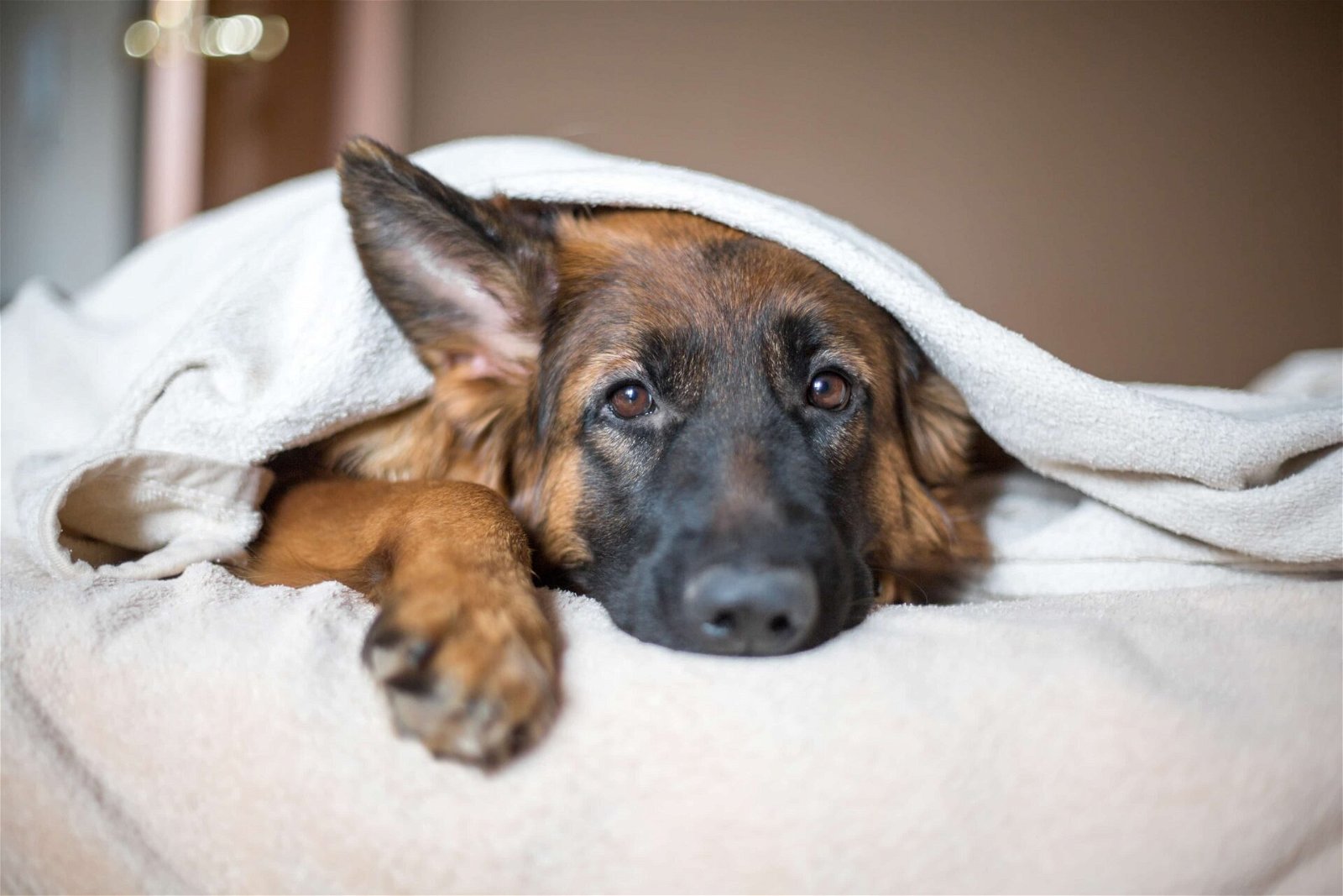 Welche Nebenwirkungen haben Hundeimpfungen