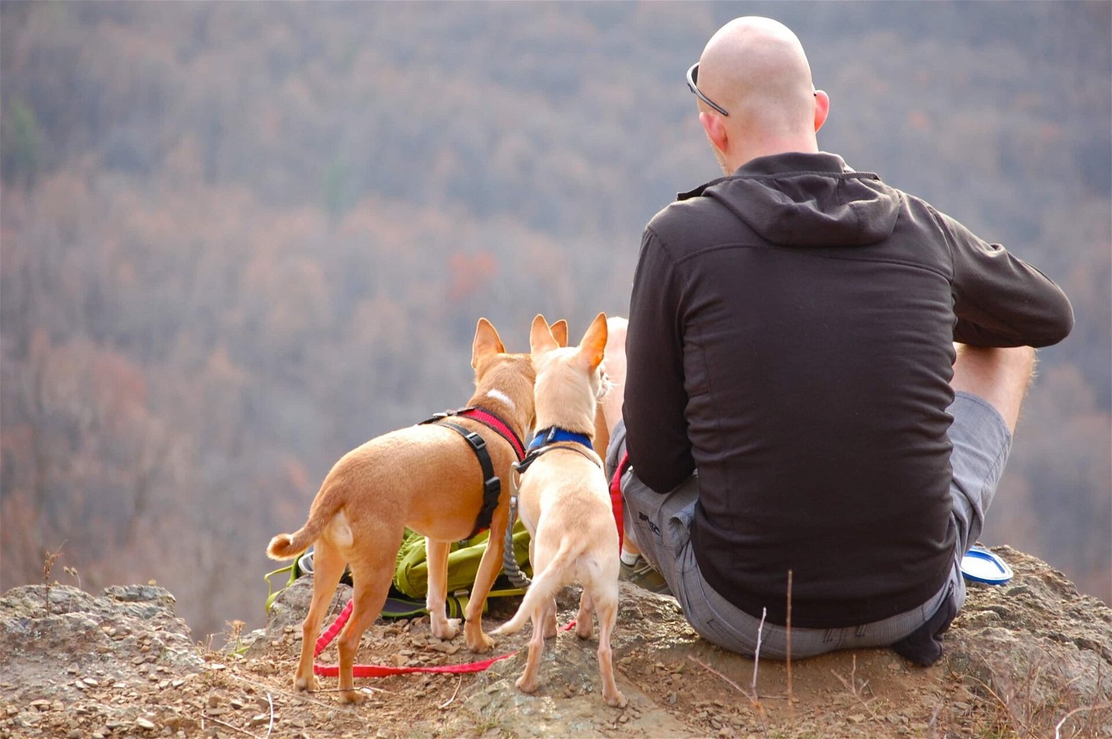 Wandern Fazit - Mann von hinten mit zwei Hunden