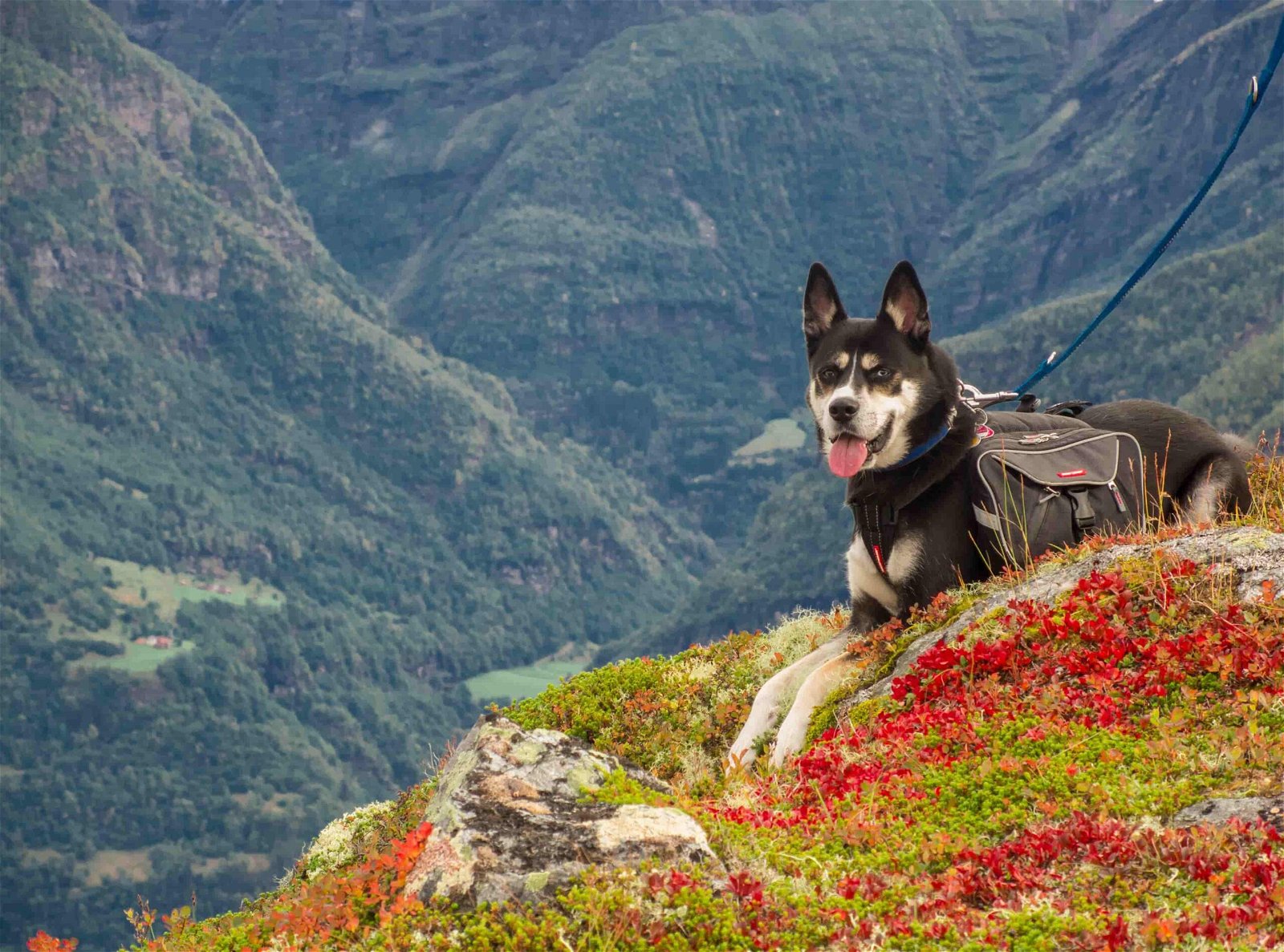 Wandern FAQ - Hund auf Berg mit Ausblick