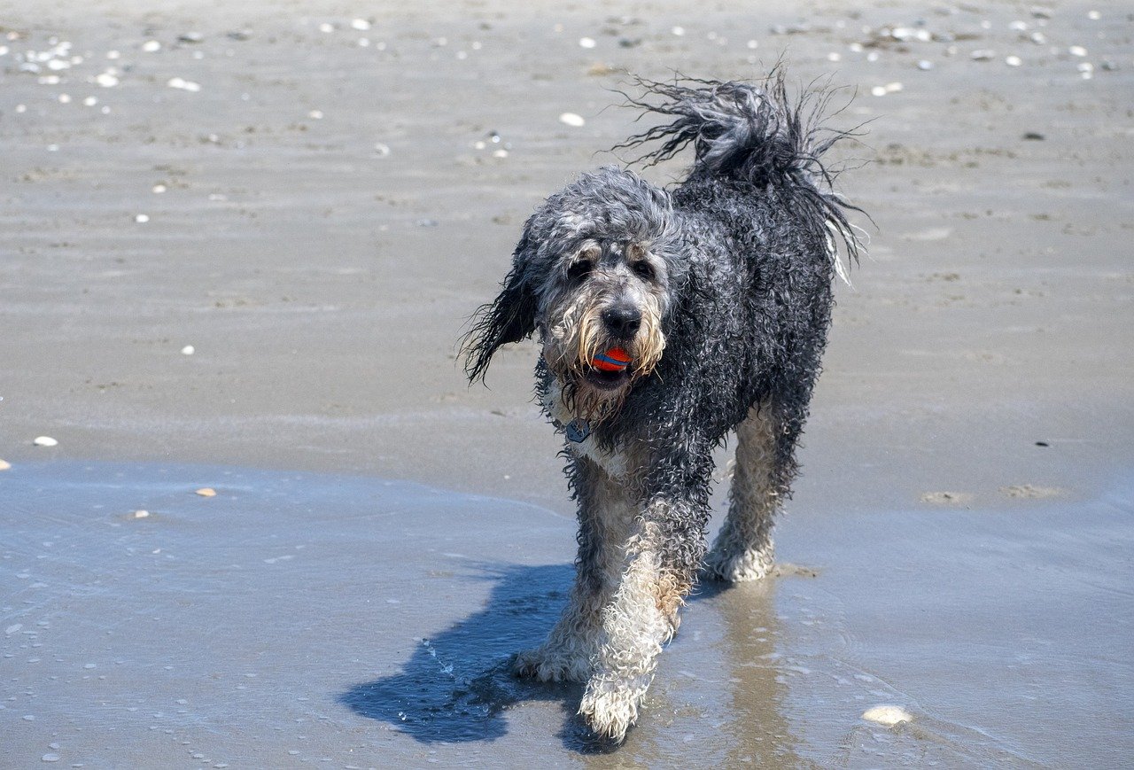 Italien Untere Adria Hund am Strand Rimini Hundestrände
