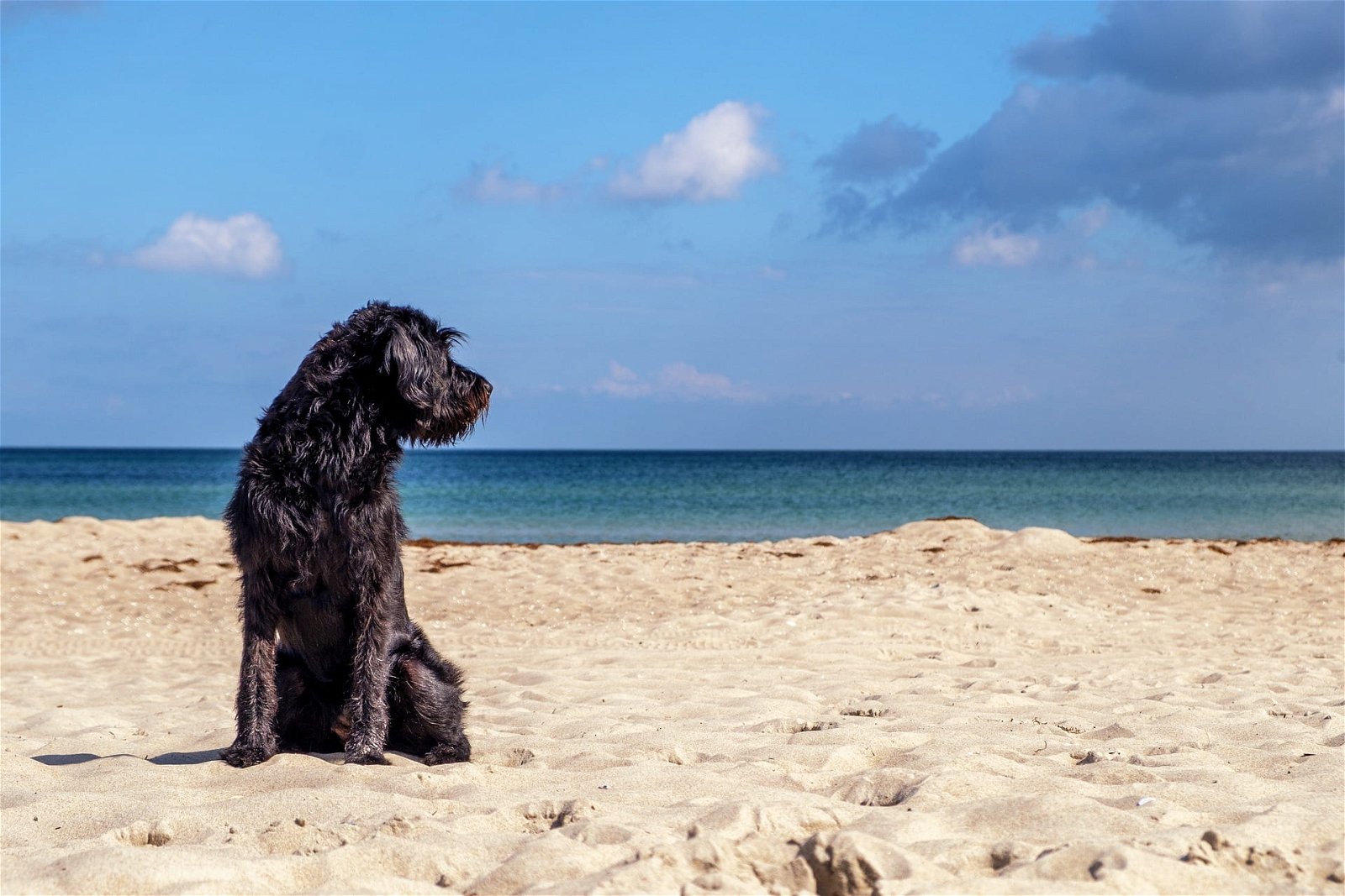 Ostsee mit Hund Titelbild Sandstrand Meer