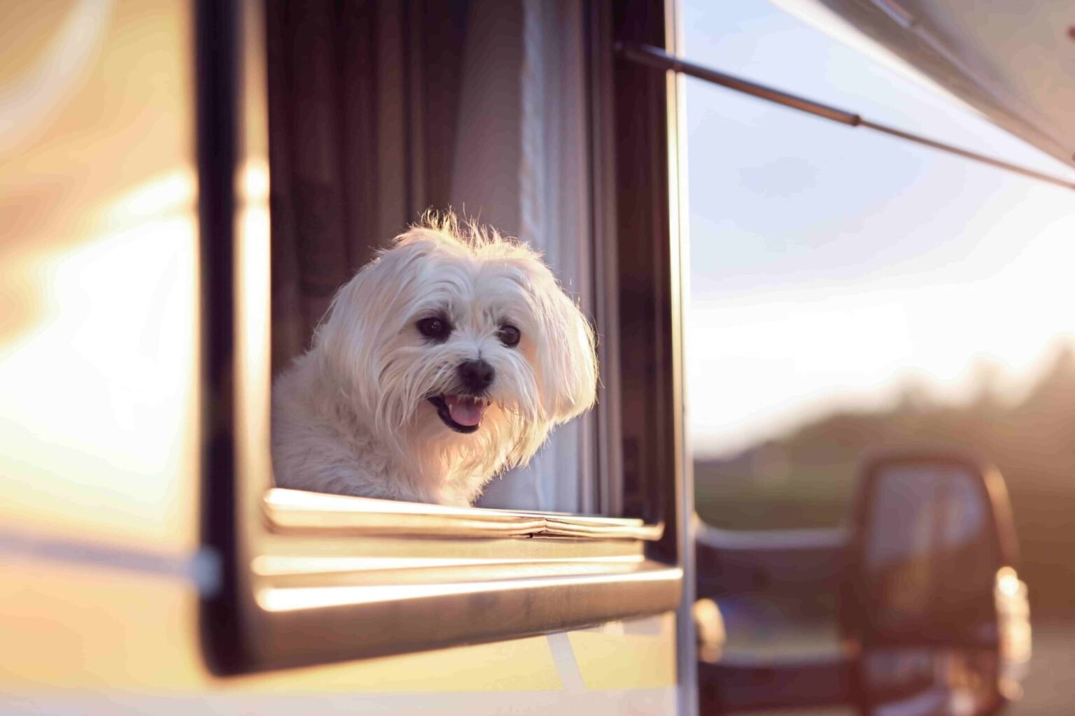 4pfoten-mobile Tipp Titelbild Hund im Wohnmobil