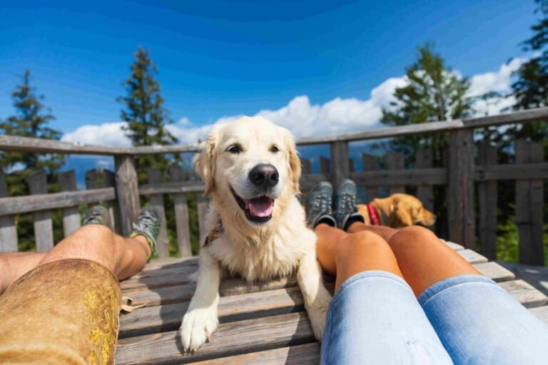 Urlaub mit Hund in Österreich Titelbild Golden Retriever