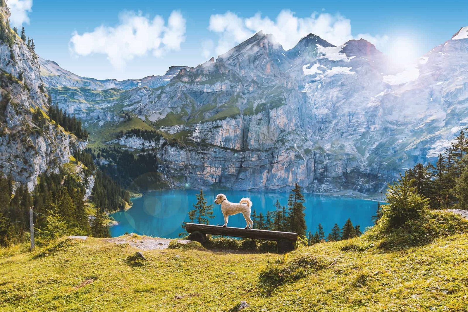 5 Hundestrände Badeseen Südtirol Titelbild Hund mit Bergsee