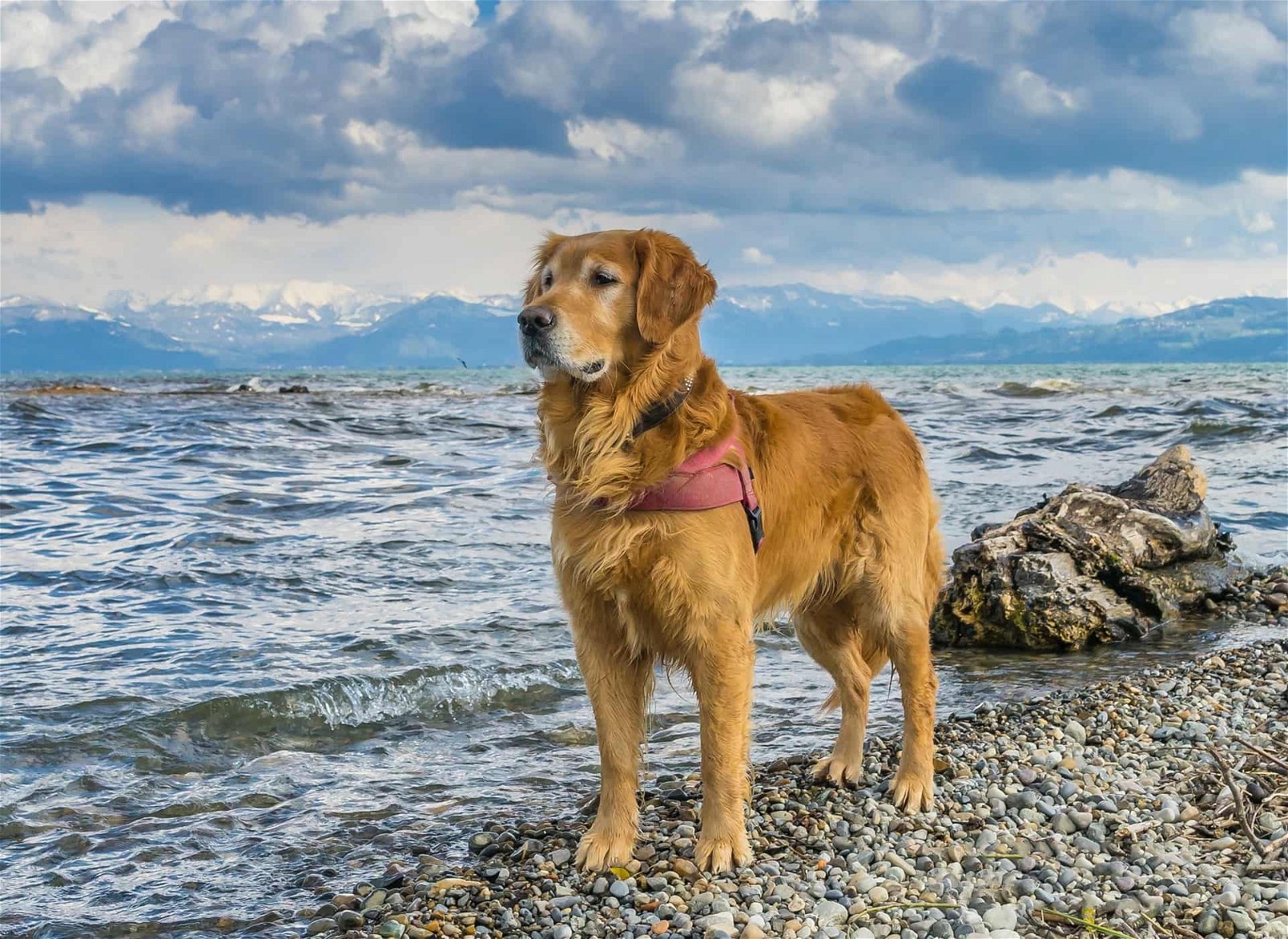 Baden mit Hund Golden Retriever See Strand