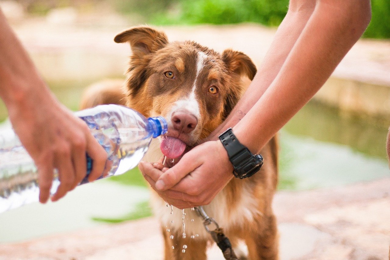 Baden mit Hund Wasserflasche trinken