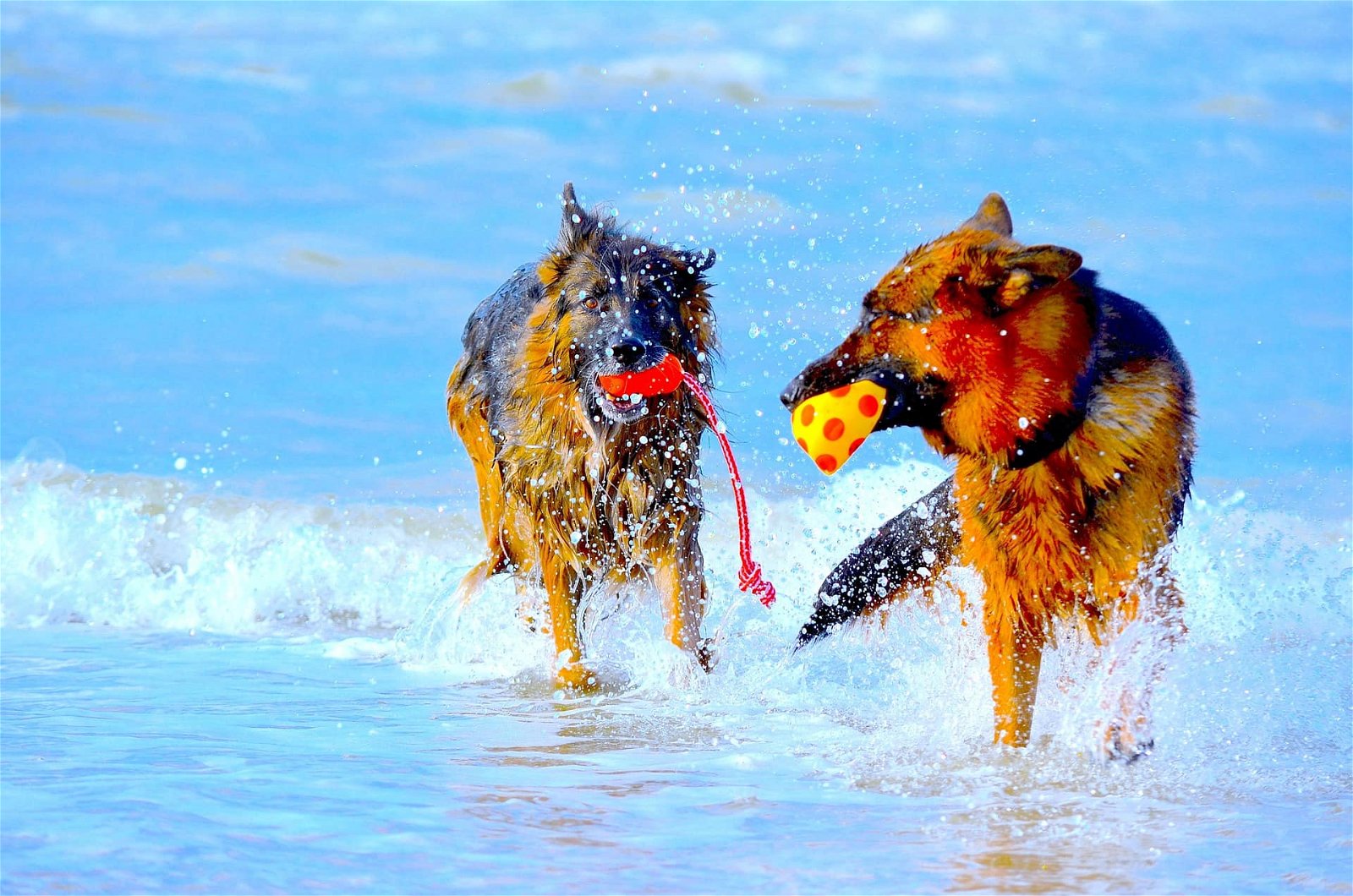 Sommerurlaub mit Hund Titelbild Hunde im Wasser