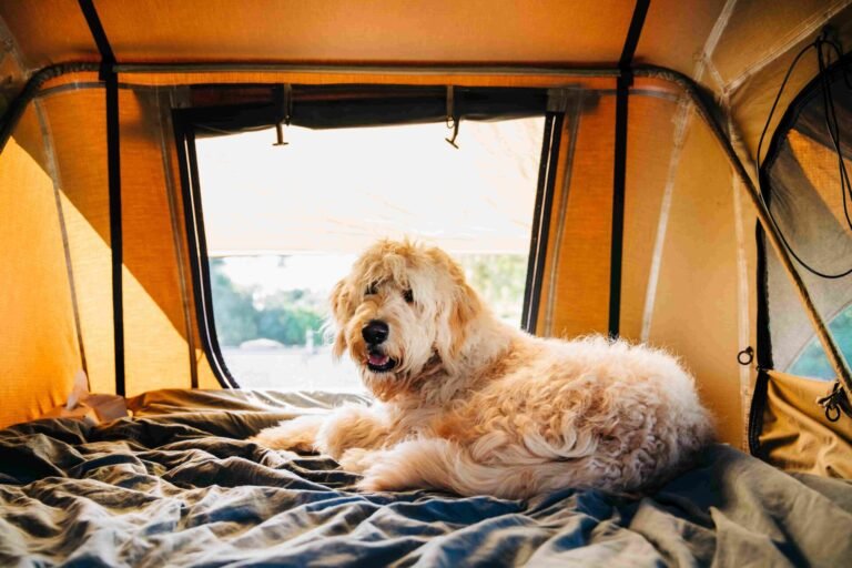 Camping mit Hund Titellbild Goldendoodle