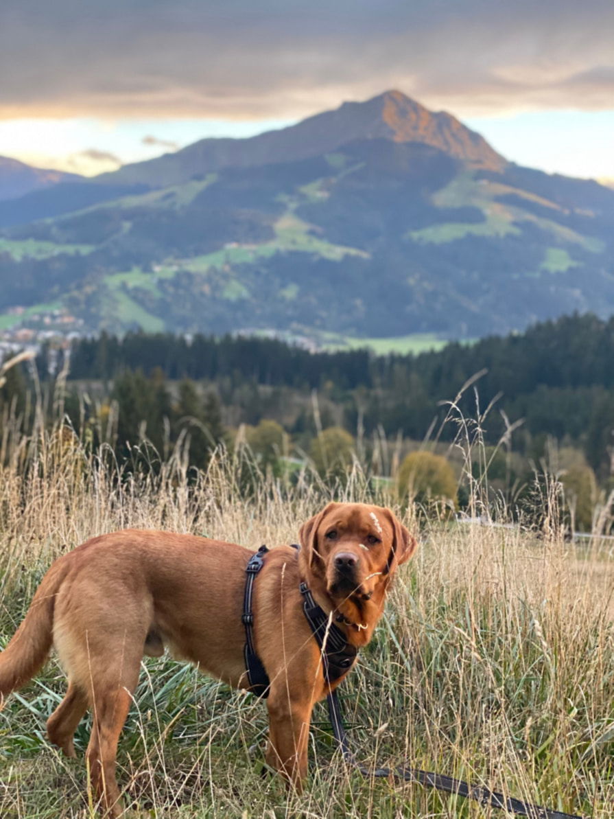 Hund Labrador am Berg Kitzbüheler Horn