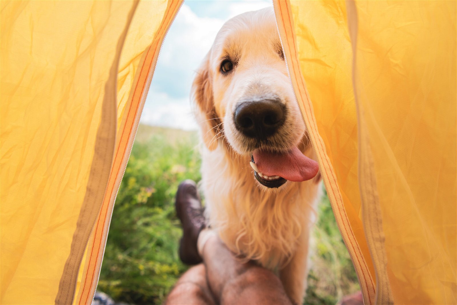 Camping mit Hund Planung Goldie Zelt