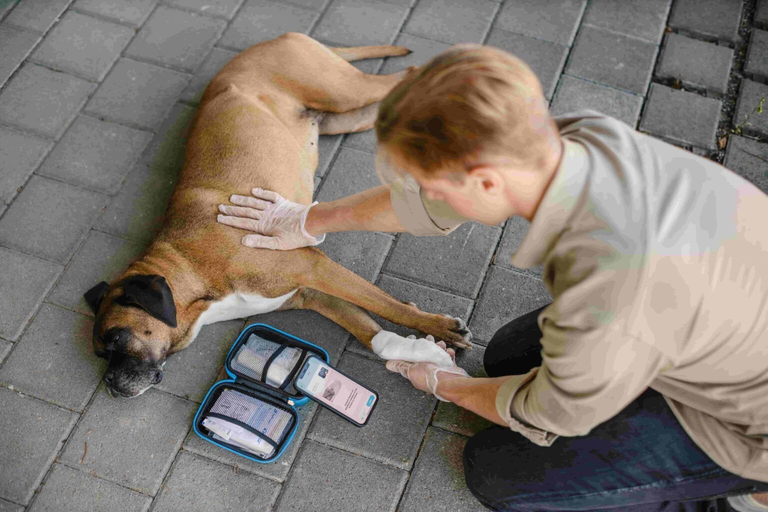 PocDoc Tipp Erste Hilfe Hund Titelbild