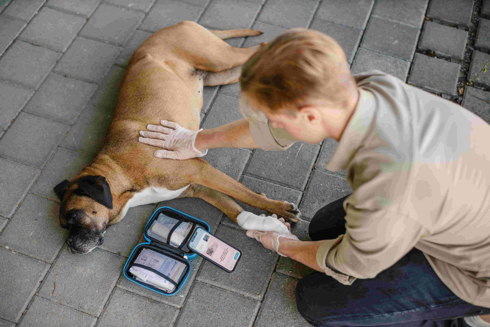 Mann leistet einem Boxer erste Hilfe, dabei benutzt er die App von PocDoc.