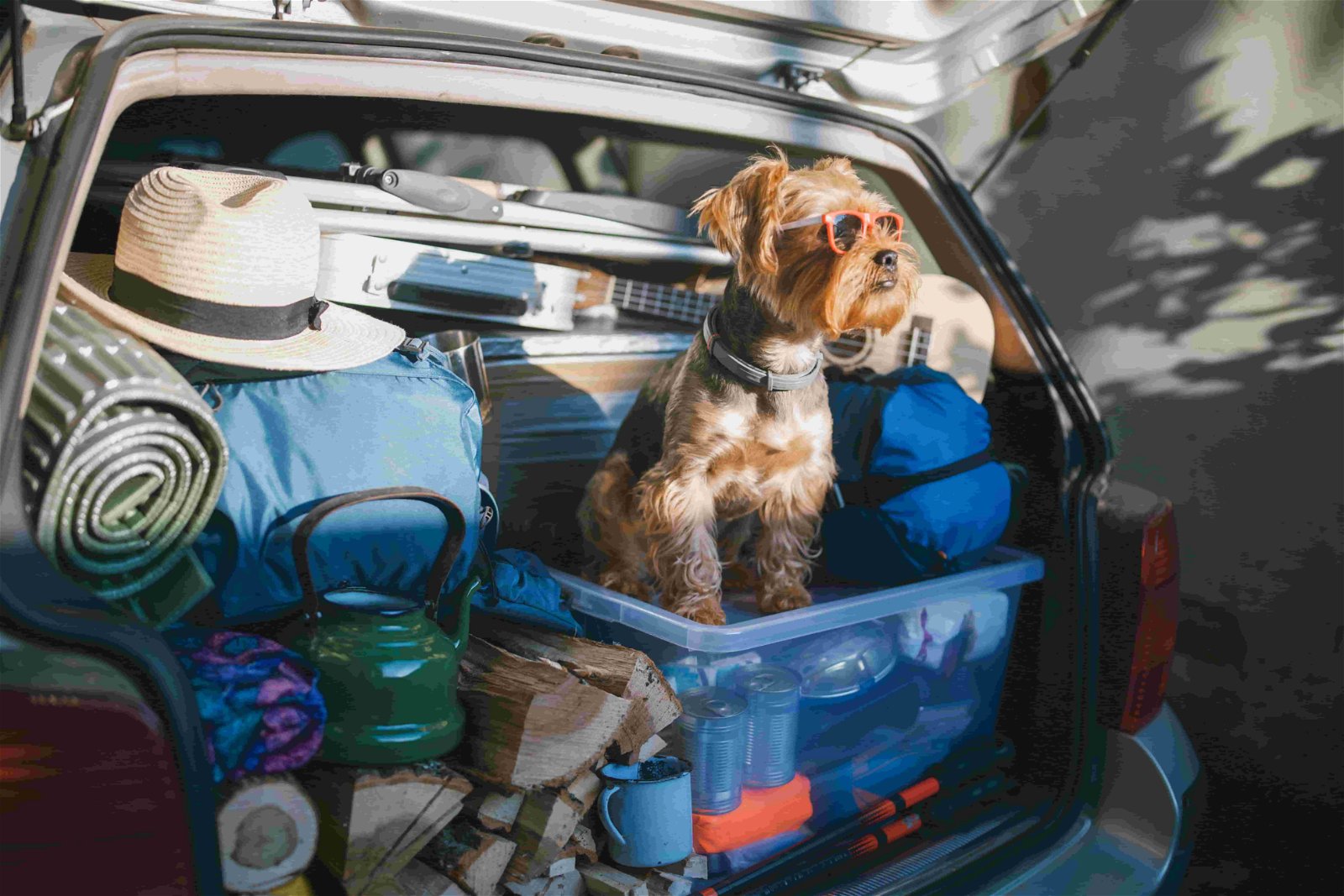 Camping mit Hund Packliste Hund Auto