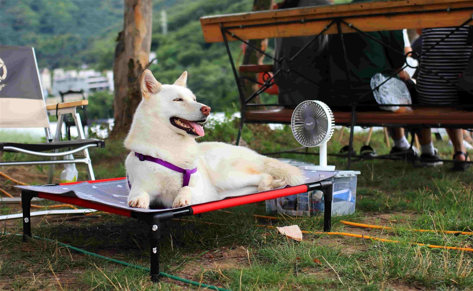 Camping mit Hund hundefreundliche Plätze