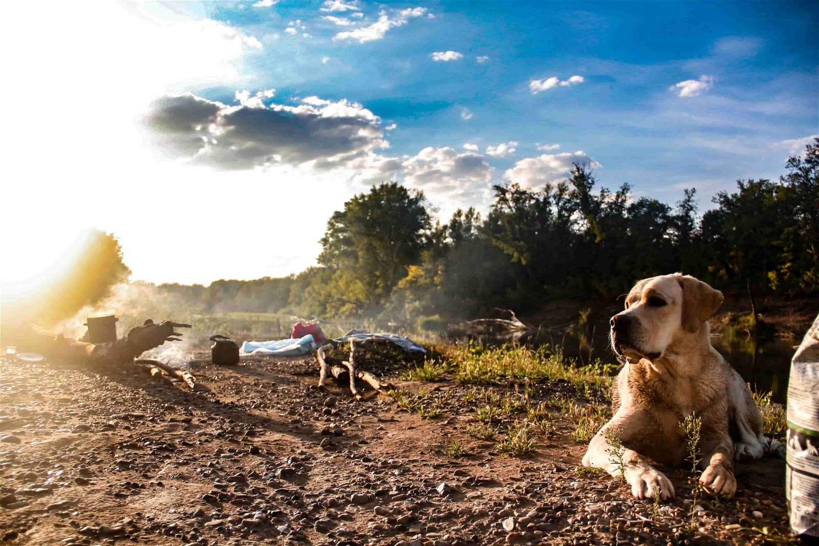 Camping mit Hund Fazit Labrador