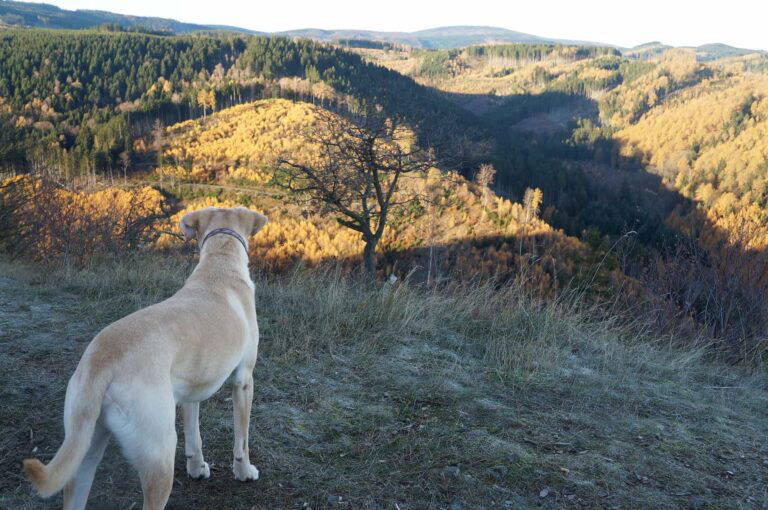 Urlaub im Harz mit Hund Titelbild