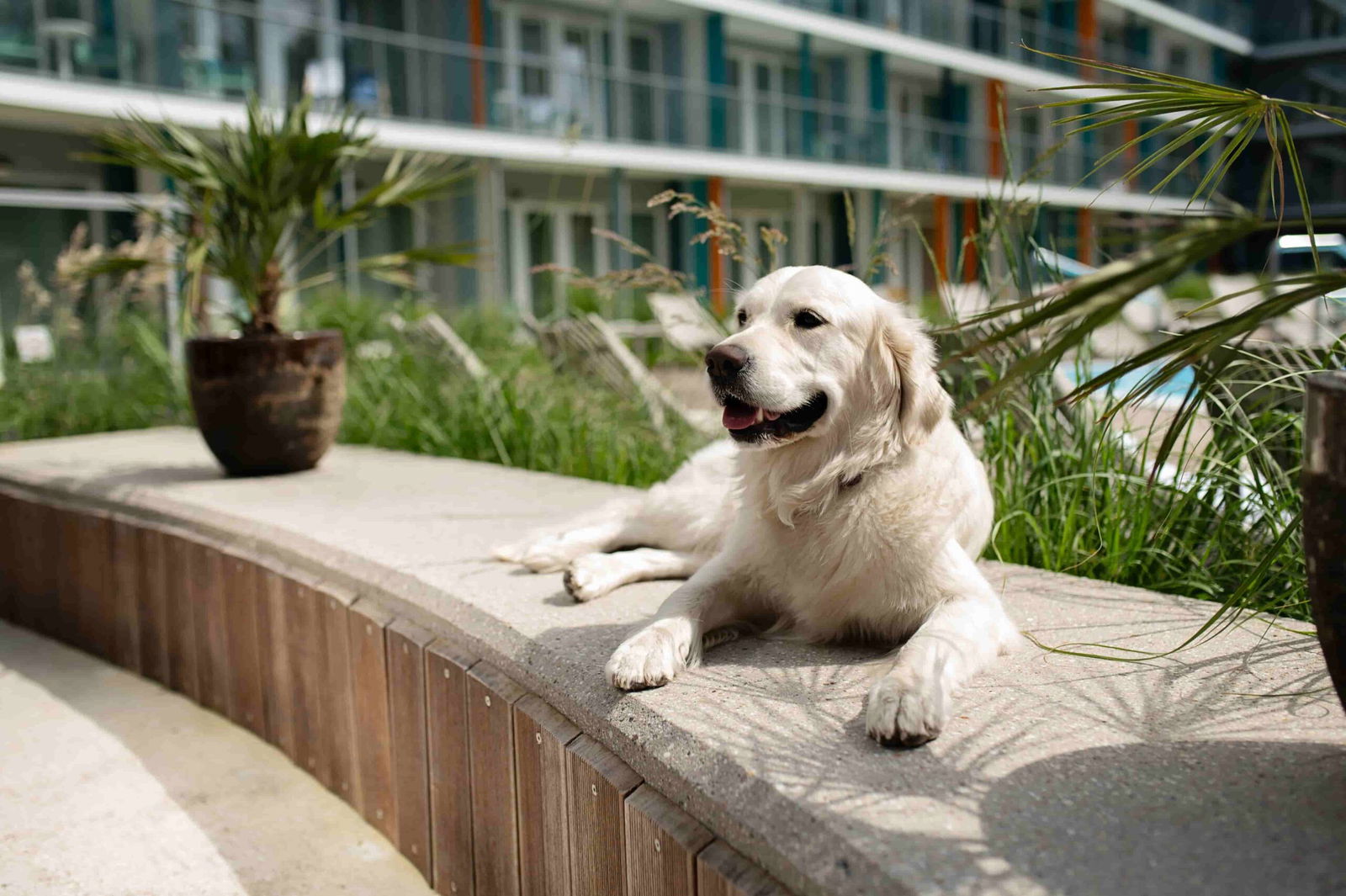 Golden Retriever liegt im Außenbereich des Linea Mare Resorts in Polen.