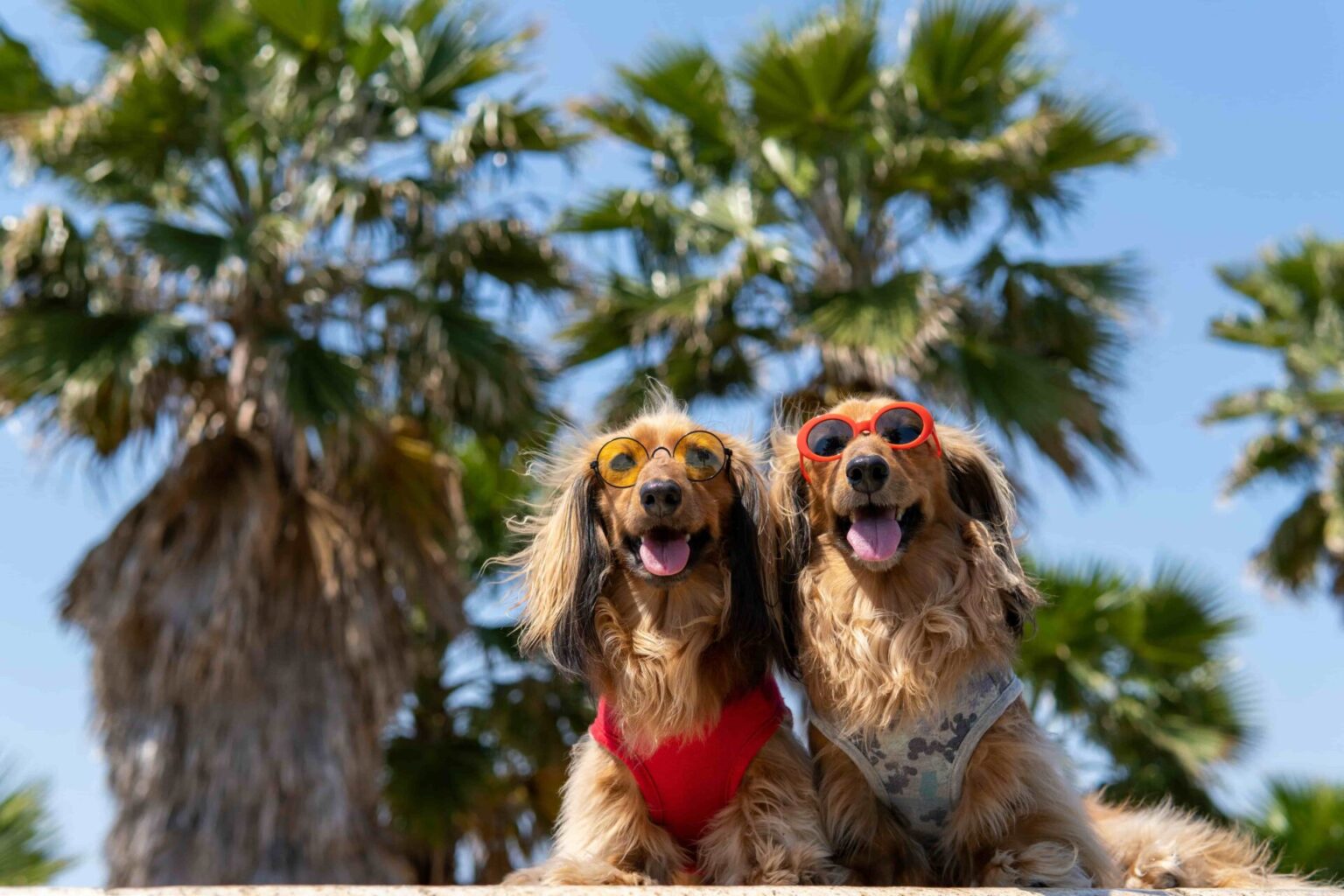 Zwei Golden Retriever mit Sonnenbrille vor Palmen.