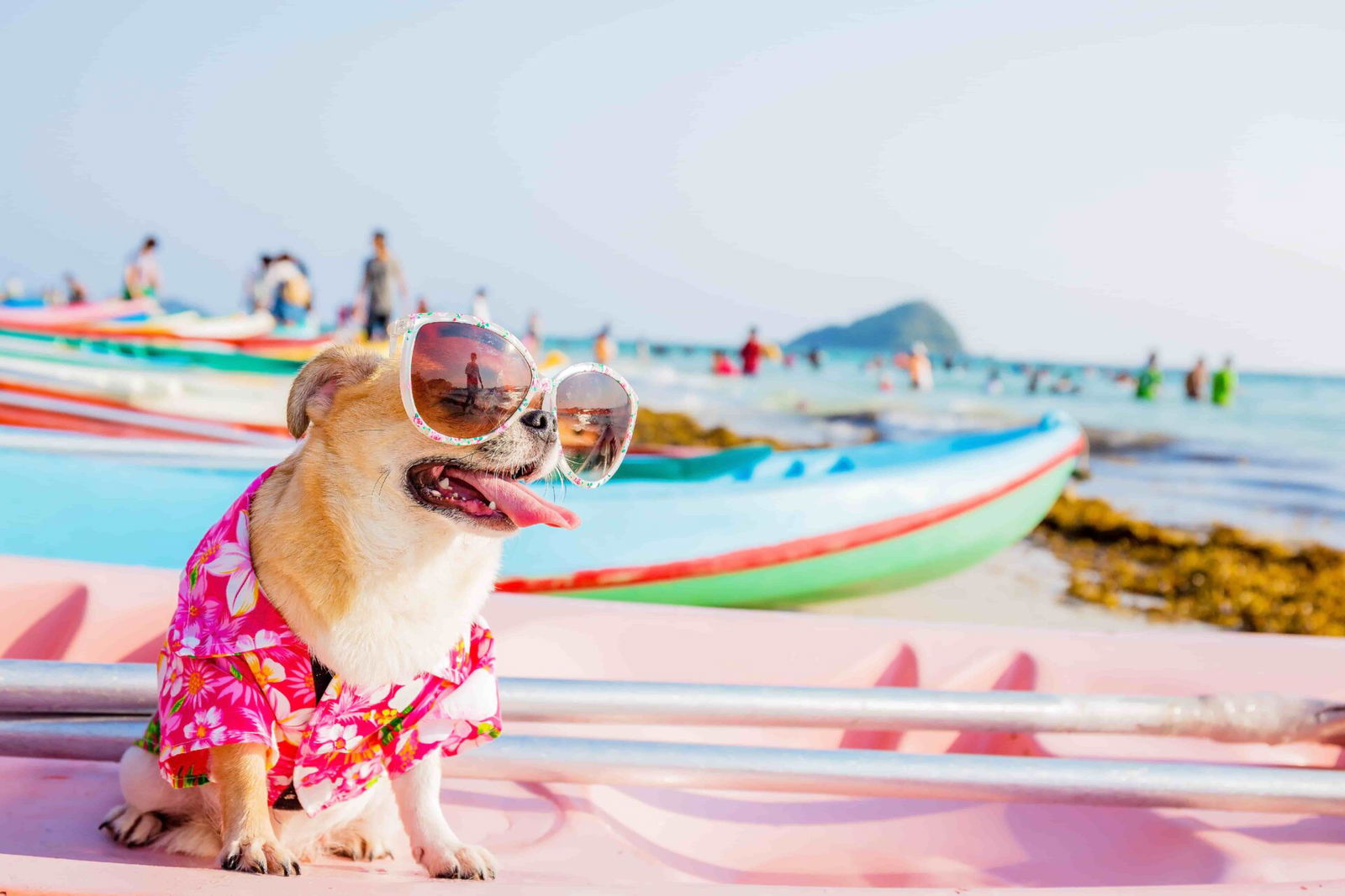 Kleiner Hund mit großer Sonnenbrille und pinkem Hawaiihemd sitzt am Strand auf einem Boot.