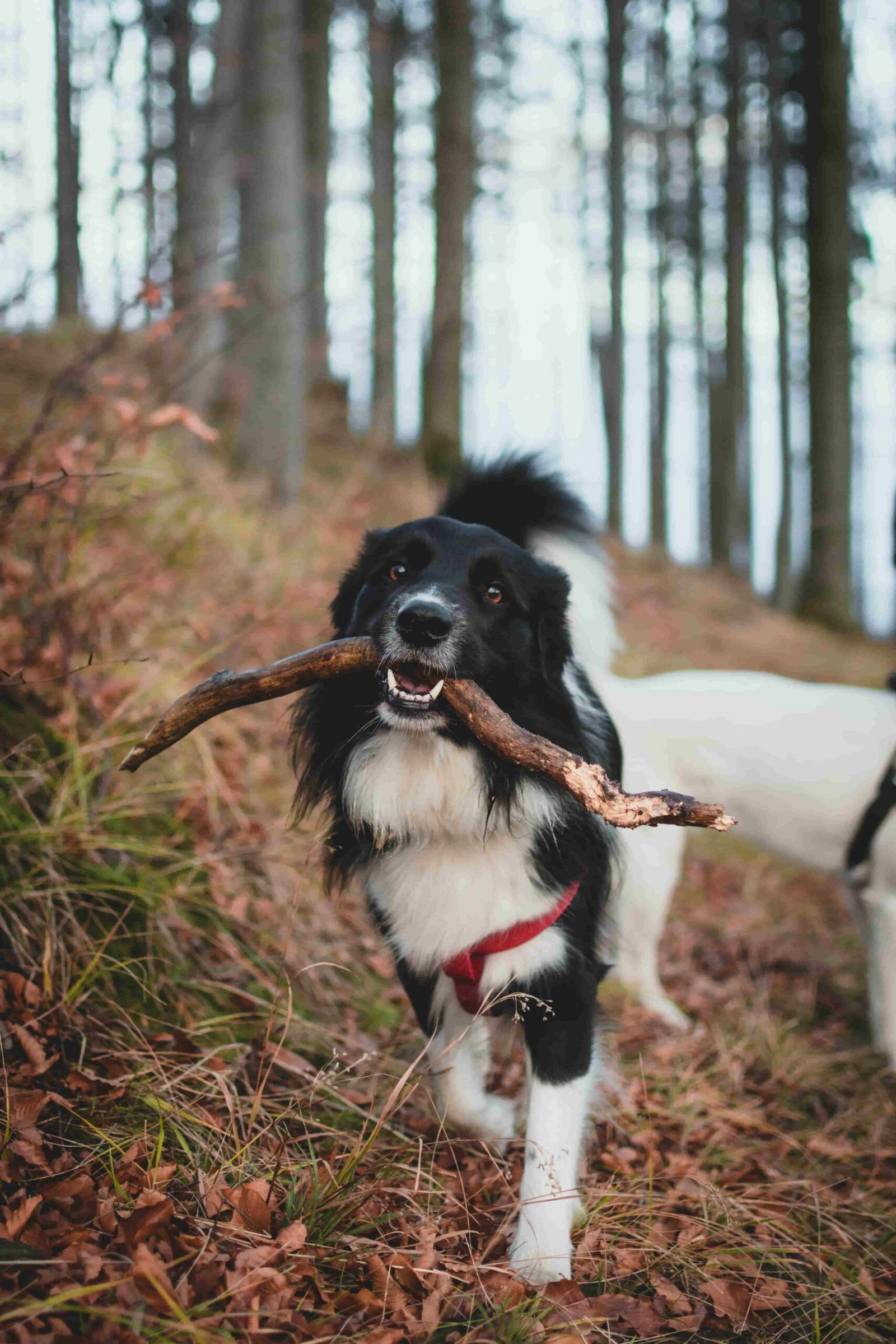 Ein schwarz-weißer Border Collie trägt einen Stock stolz durch den herbstlichen Wald.