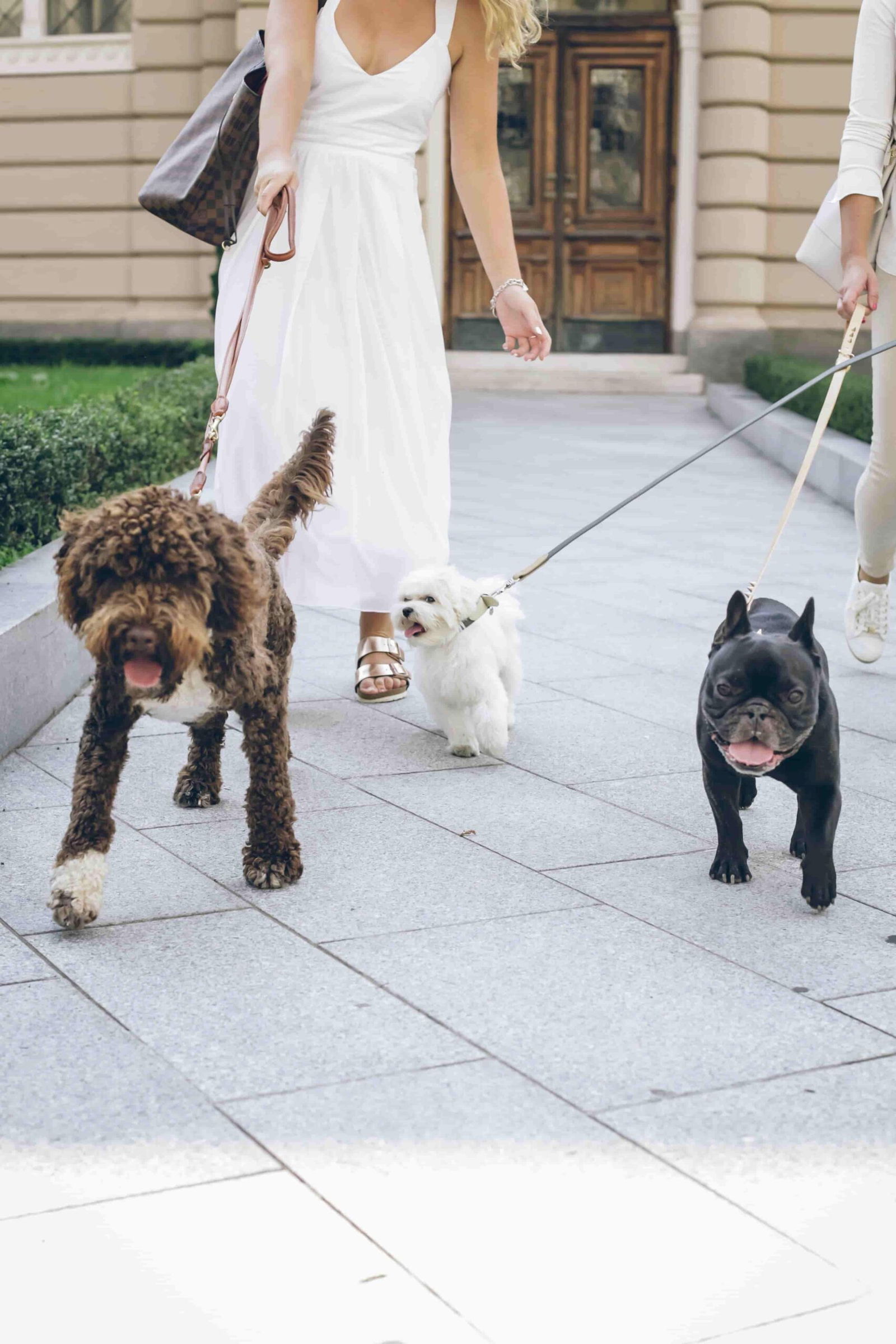 Ein Pudel, ein Shih Tzu und eine französische Bulldoge ziehen an ihren Leinen.